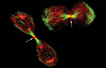 תאים חיים בעיצומו של תהליך התחלקות. אדום: איזור הריכוז של חלבון Nir 2 ב"תלם הפילוג".